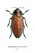 euchroma gigantea